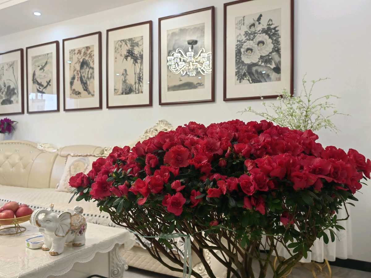 吾家杜鹃花🌸（图8）