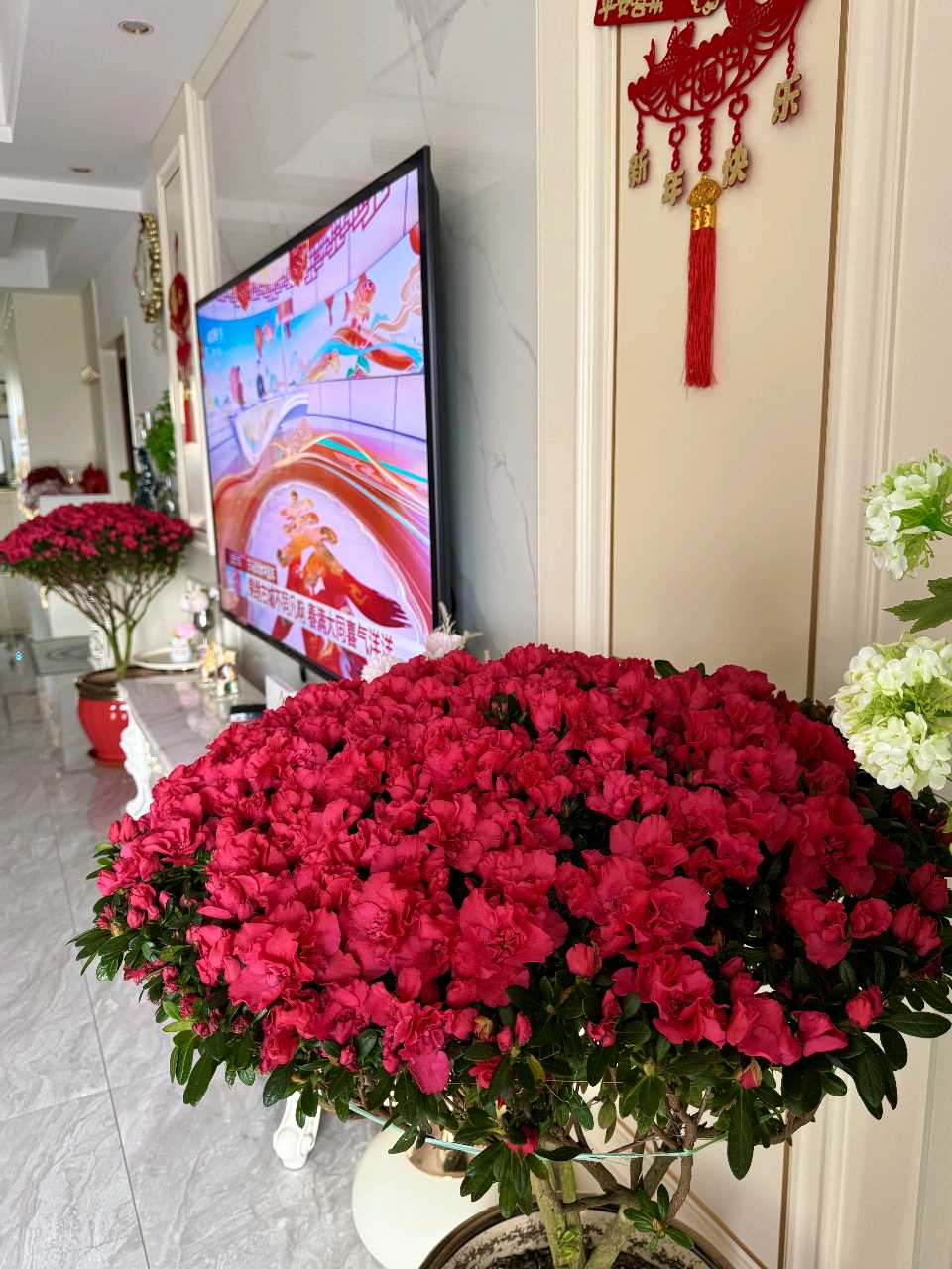 吾家杜鹃花🌸（图2）