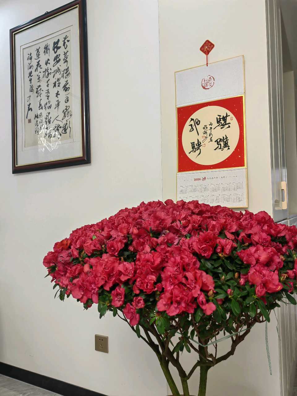 吾家杜鹃花🌸（图3）