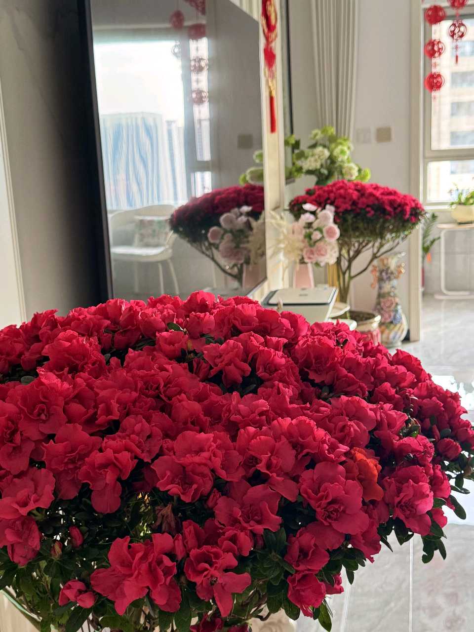 吾家杜鹃花🌸（图4）