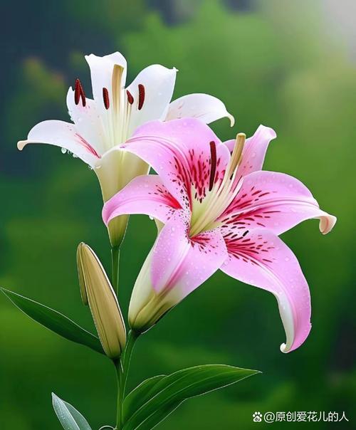 又见元宵节 作者/大漠雄鹰 合诵：苏文戈 张玉杰（图3）