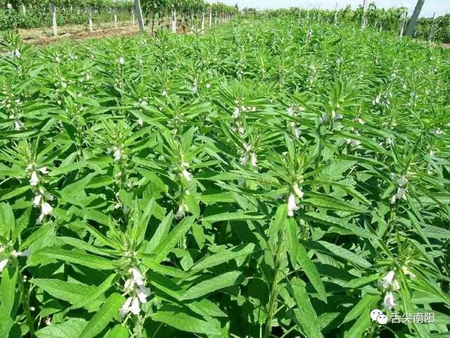 记忆中的那道菜一一芝麻叶 作者/罗乐 主编/胡琴（图2）