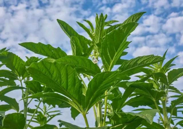 记忆中的那道菜一一芝麻叶 作者/罗乐 主编/胡琴（图5）