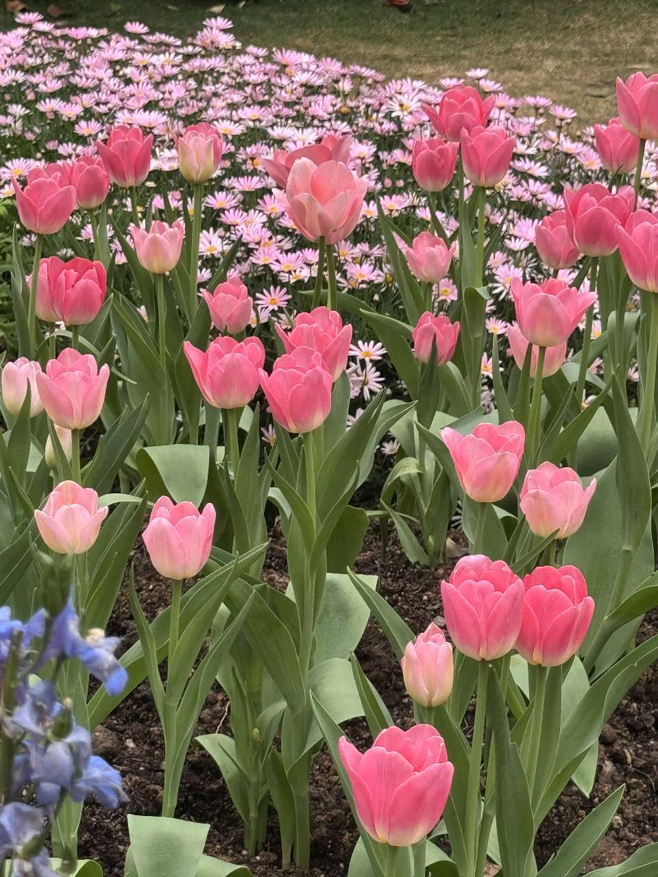 新春访花城🌸（图8）