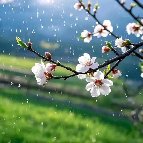 【中国诗人】文坛*七绝.春雨戴建中（图2）