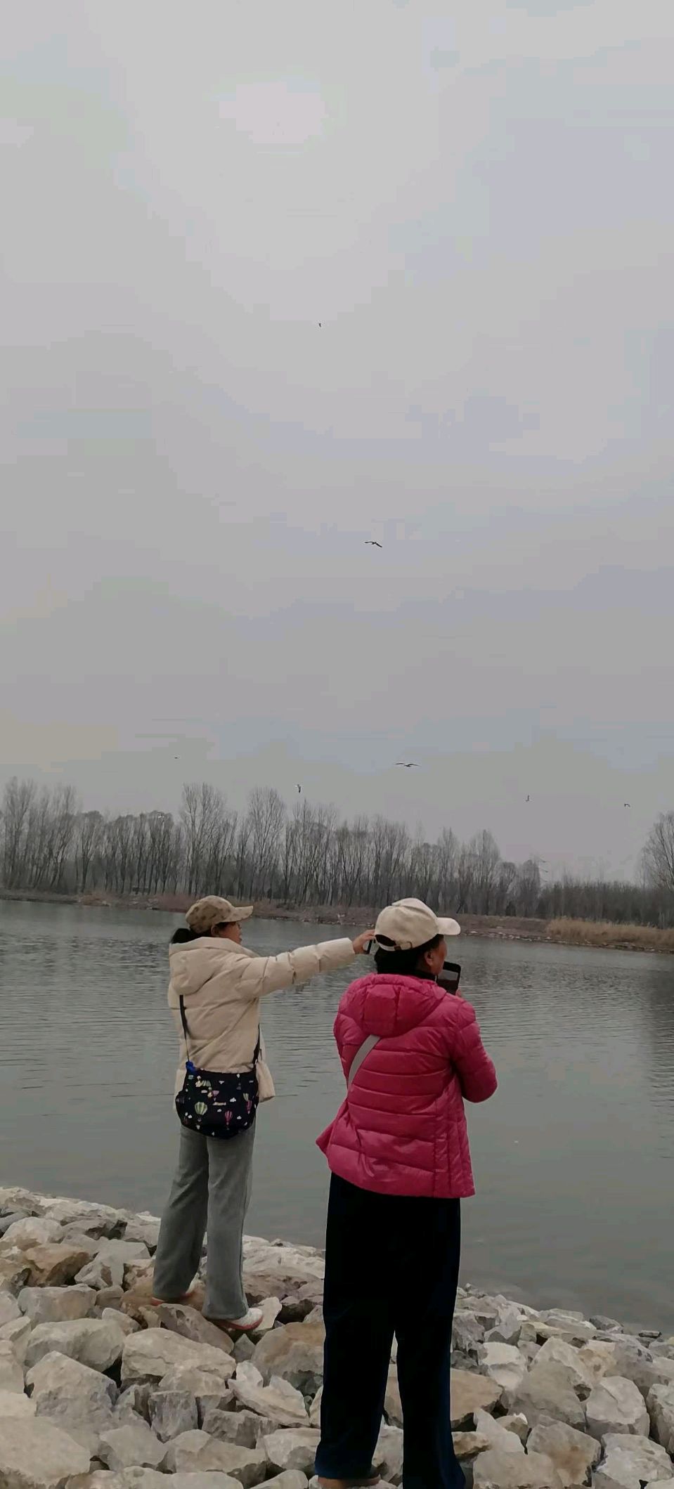 红嘴海鸥第一次飞过潮白河