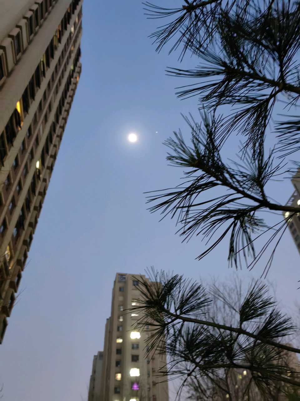 月光洒小园🌙（图4）