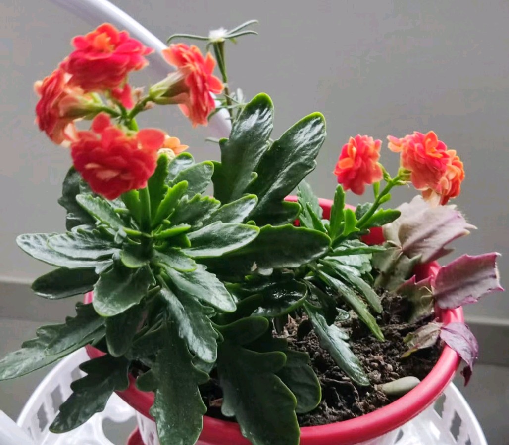 《中华好诗词》分享（北京）优秀诗人白连生先生《七绝.咏长寿花》外四首请欣赏（图4）