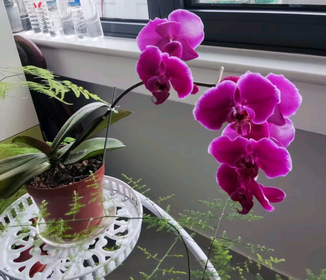 《中华好诗词》分享（北京）优秀诗人白连生先生《七绝.咏长寿花》外四首请欣赏（图5）