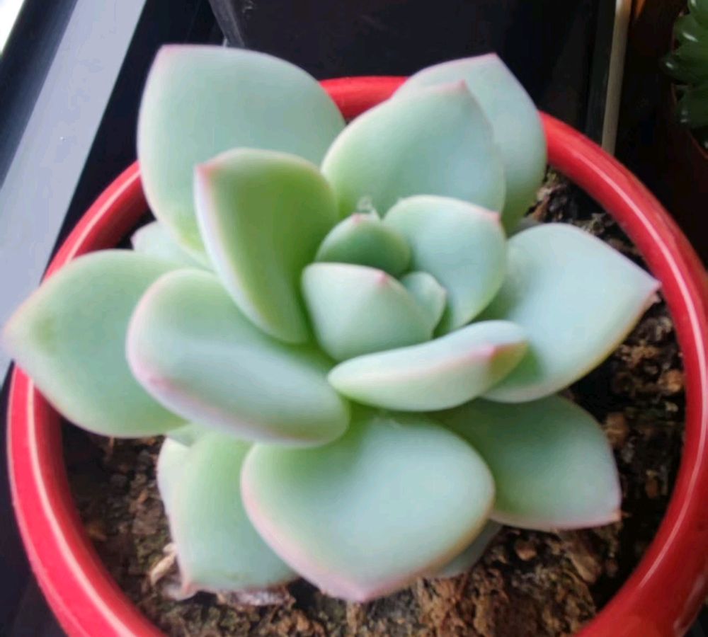 《中华好诗词》分享（北京）优秀诗人白连生先生《七绝.咏长寿花》外四首请欣赏（图8）