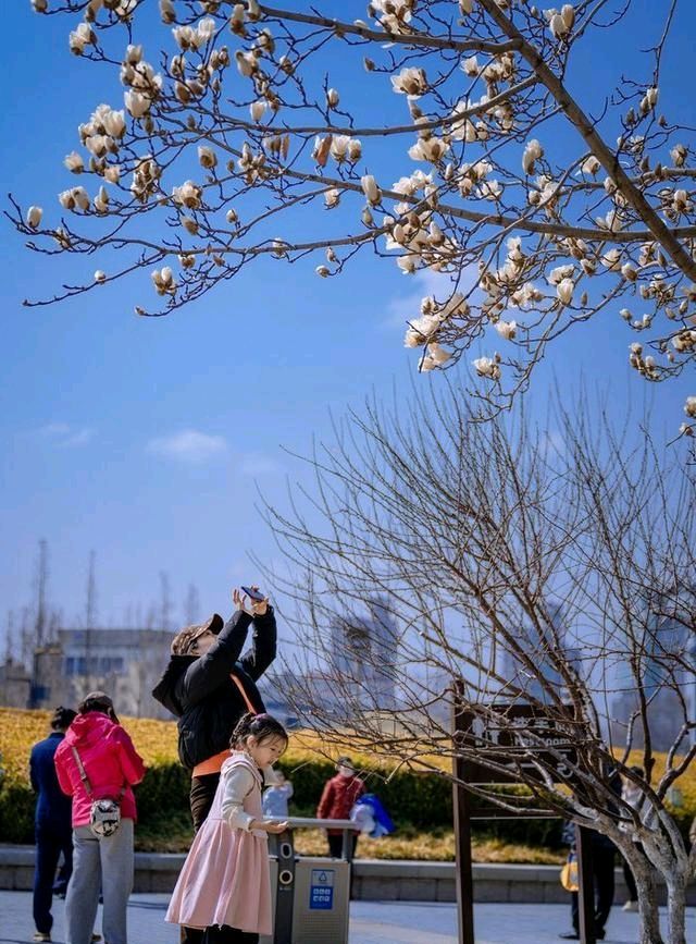 早春白玉兰（图3）
