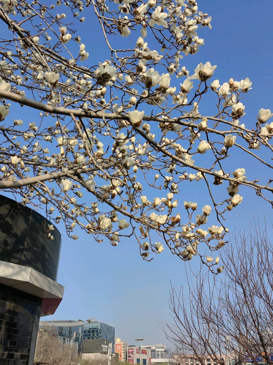 早春白玉兰（图5）