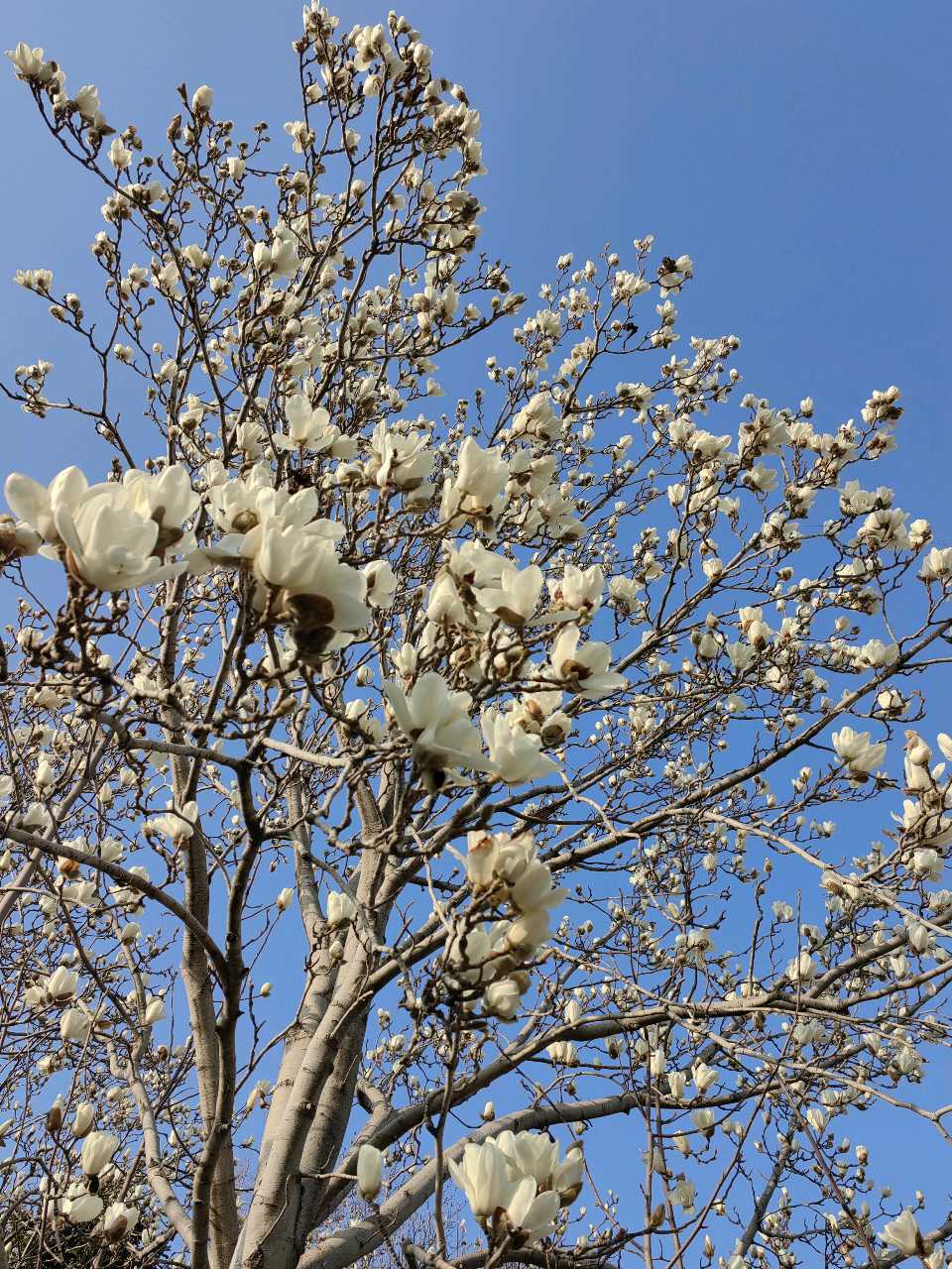 早春白玉兰（图4）