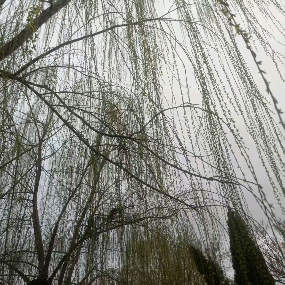 【荣耀中国】文学社*七律二首 丙午早春雨水节喜雨作者/周效仁（山东临沂）（图3）