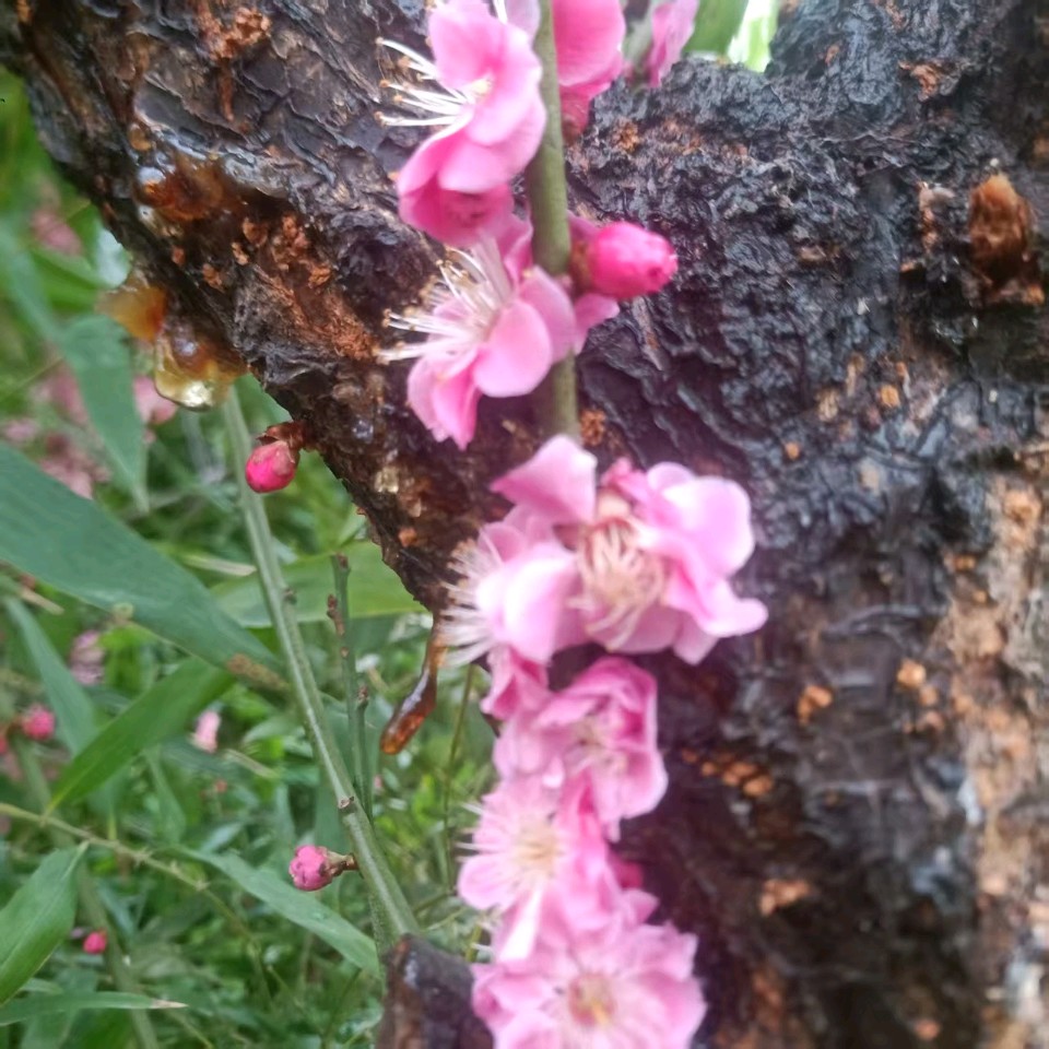 【荣耀中国】文学社*七律二首 丙午早春雨水节喜雨作者/周效仁（山东临沂）（图5）