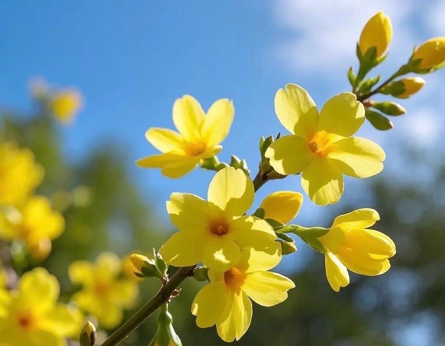 【新诗大观】迎春花（二首）||文/花惜柔（图2）