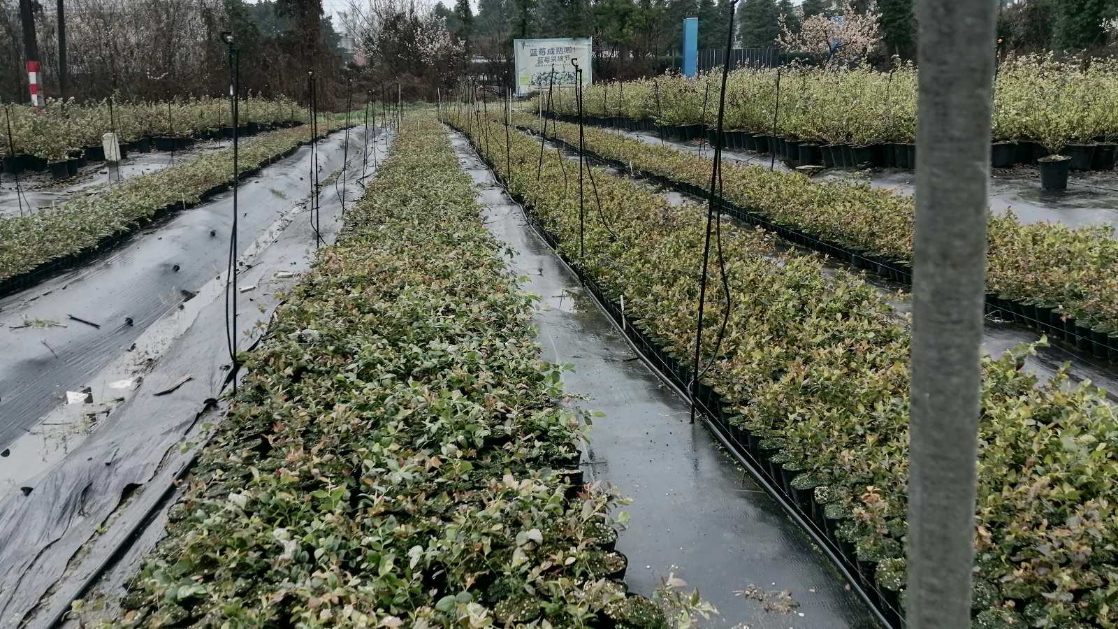 志愿新春走基层 探访基地助振兴（图2）