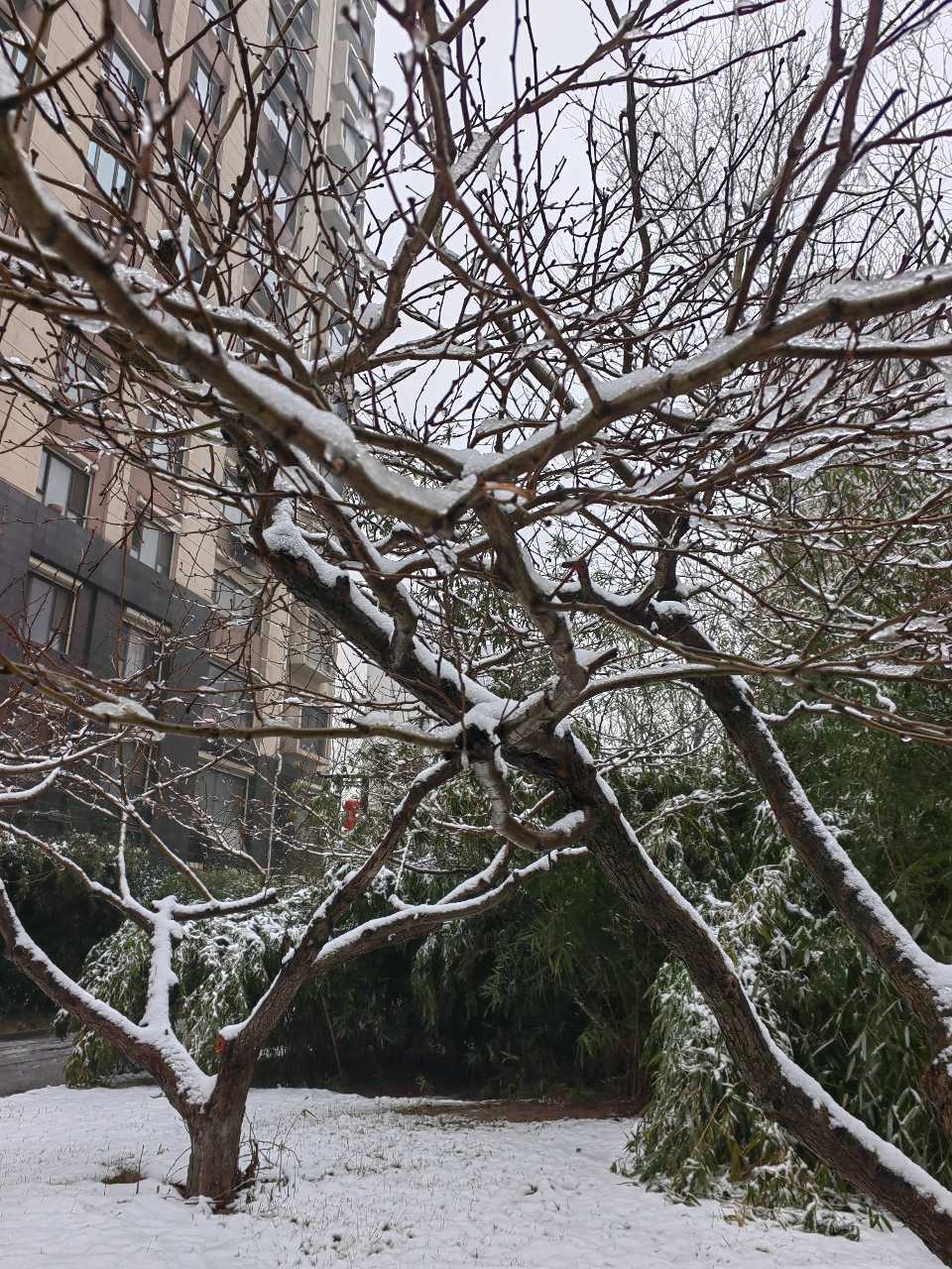 初 春 瑞 雪❄（图7）