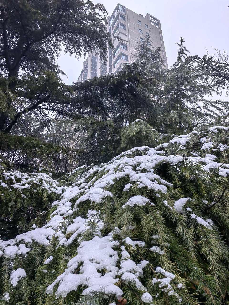 初 春 瑞 雪❄（图9）