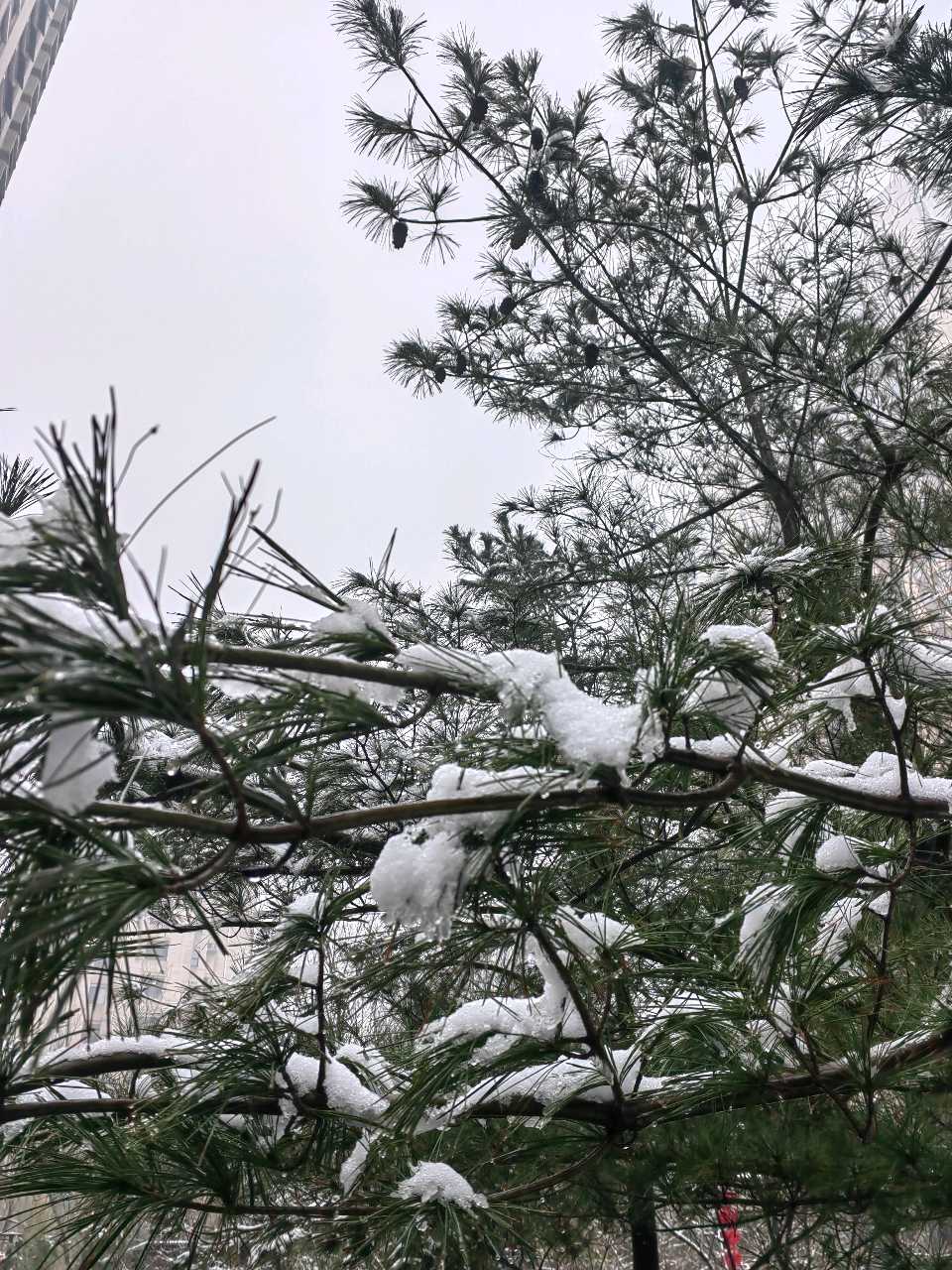 初 春 瑞 雪❄（图6）