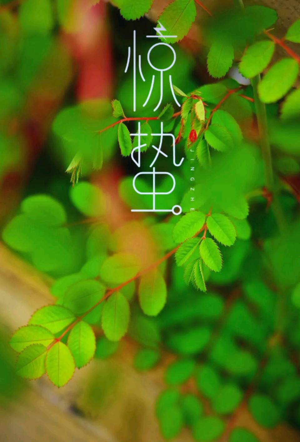 聆听 ‖ 弘华朗诵《惊蛰七绝八首》作者/吴万瑞（图5）