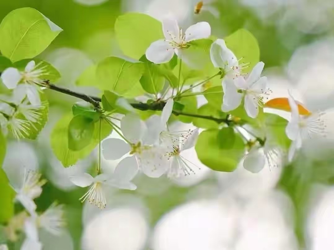 海外头条：【英译双语】咏赞新津梨花溪｜作者||米义勇（签约作家）（图5）