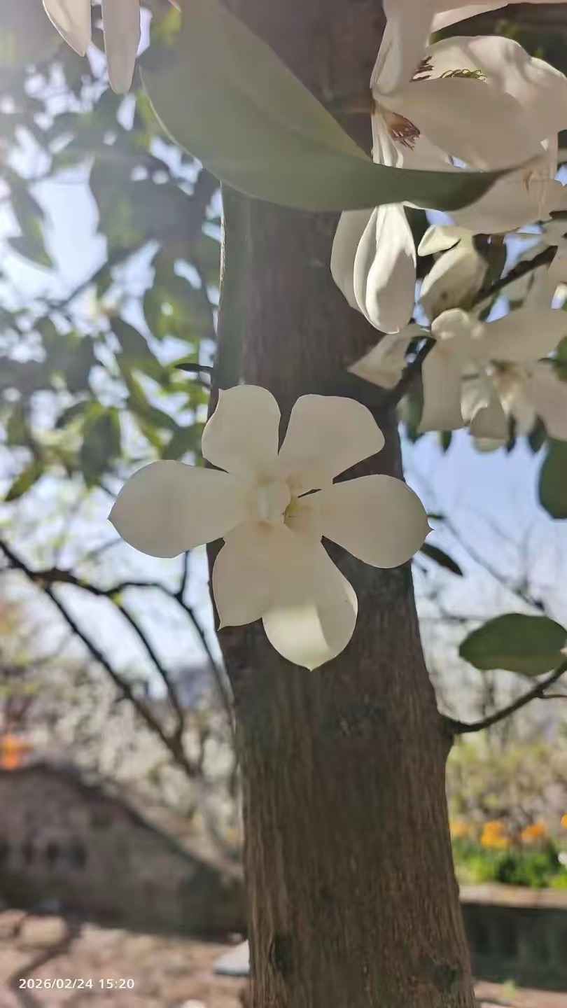 海外头条：【英译双语】咏赞新津梨花溪｜作者||米义勇（签约作家）（图24）