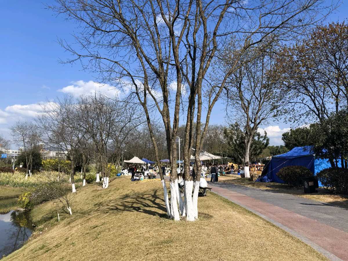 「散文」春赴三板溪，一园金黄醉渝州（图15）