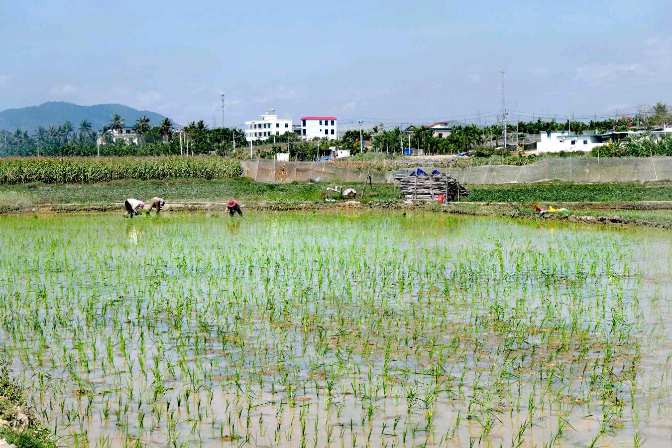 又见插秧（图2）