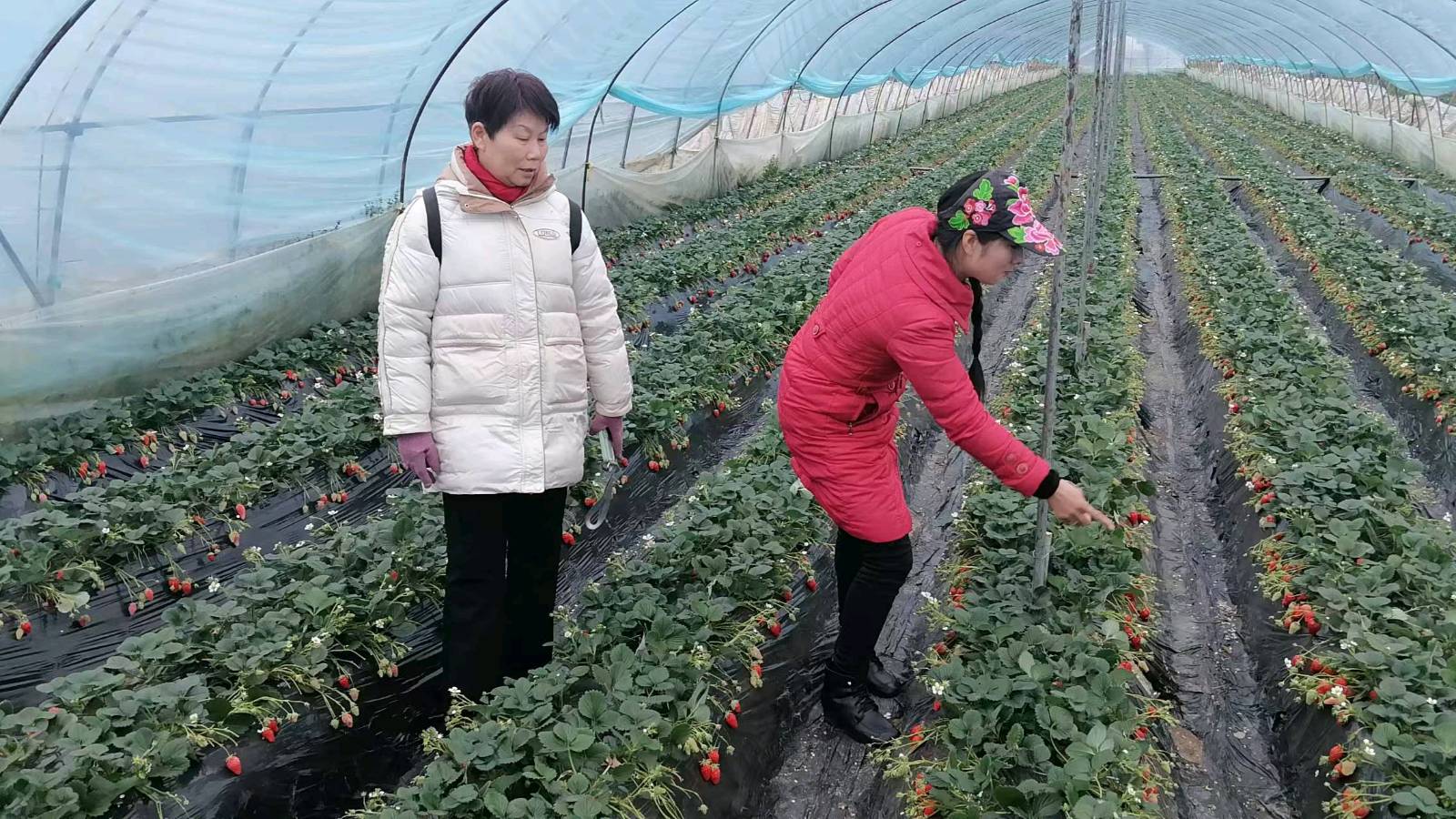 政策宣讲进莓园 志愿服务助增收（图3）