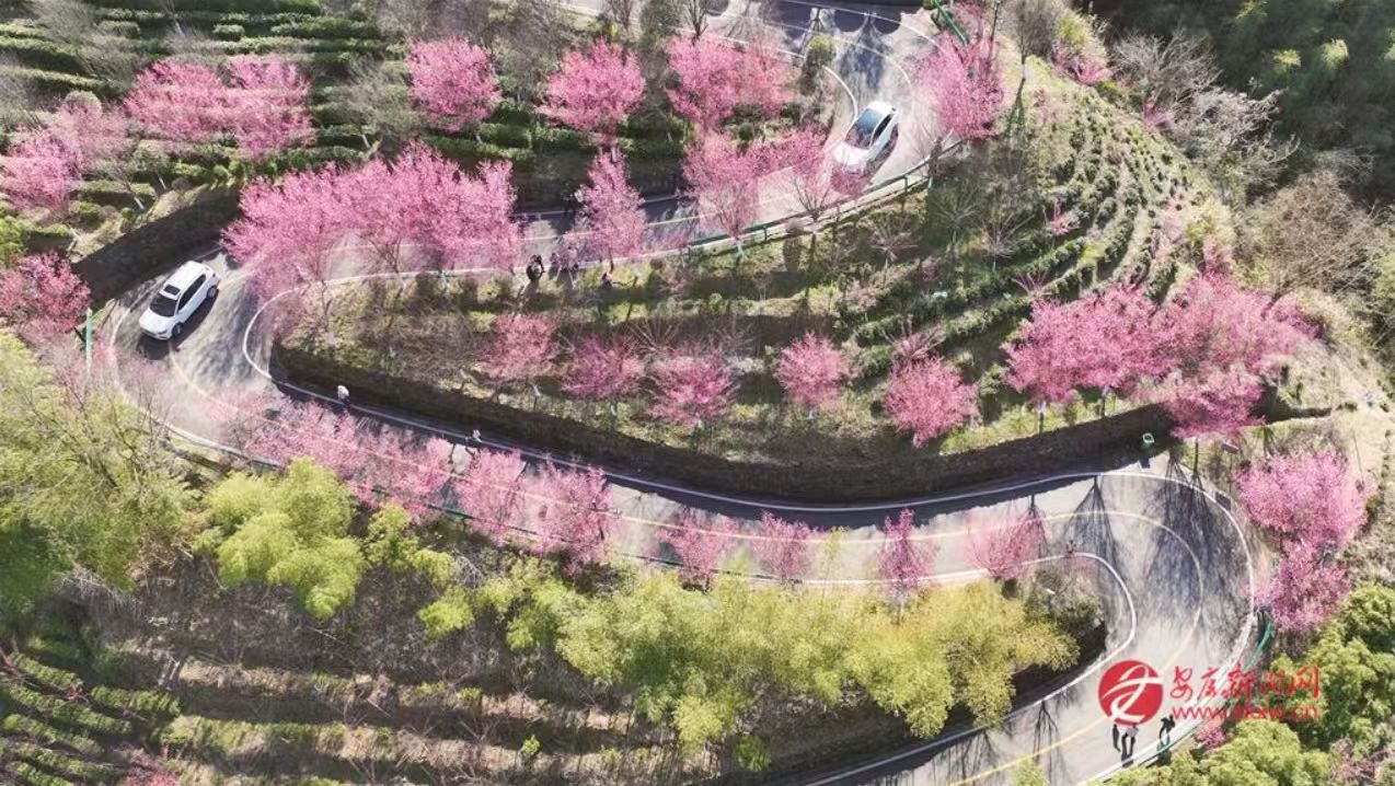 【荣耀中国】文学社*七律·油菜花开作者/李德政（安康）（图3）