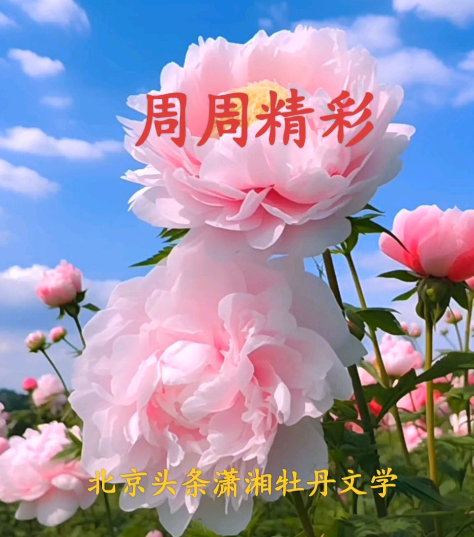 🇨🇳潇湘牡丹文学周周精彩208期 2026第56辑20260309周一发布 北京头条追梦文学20262232期