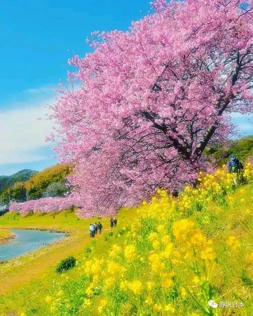 〔黄钟•节节高〕春之梦作者:鲍卫清【山西】（图2）