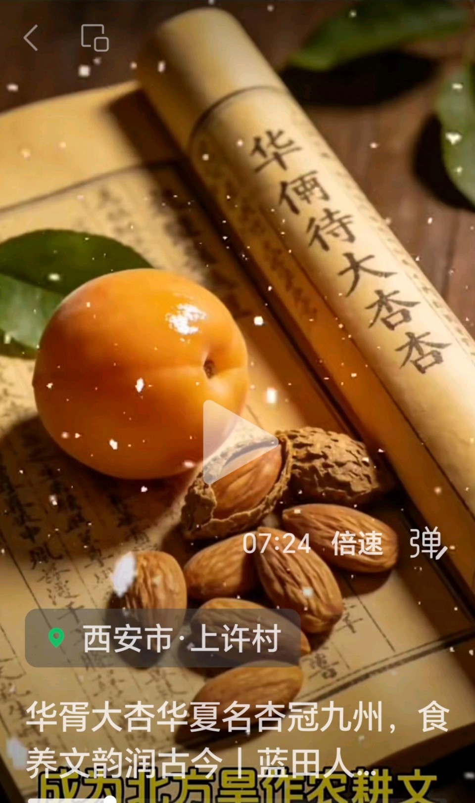 玉城愚夫（辑录）//华胥上许村大杏图片欣赏（图12）
