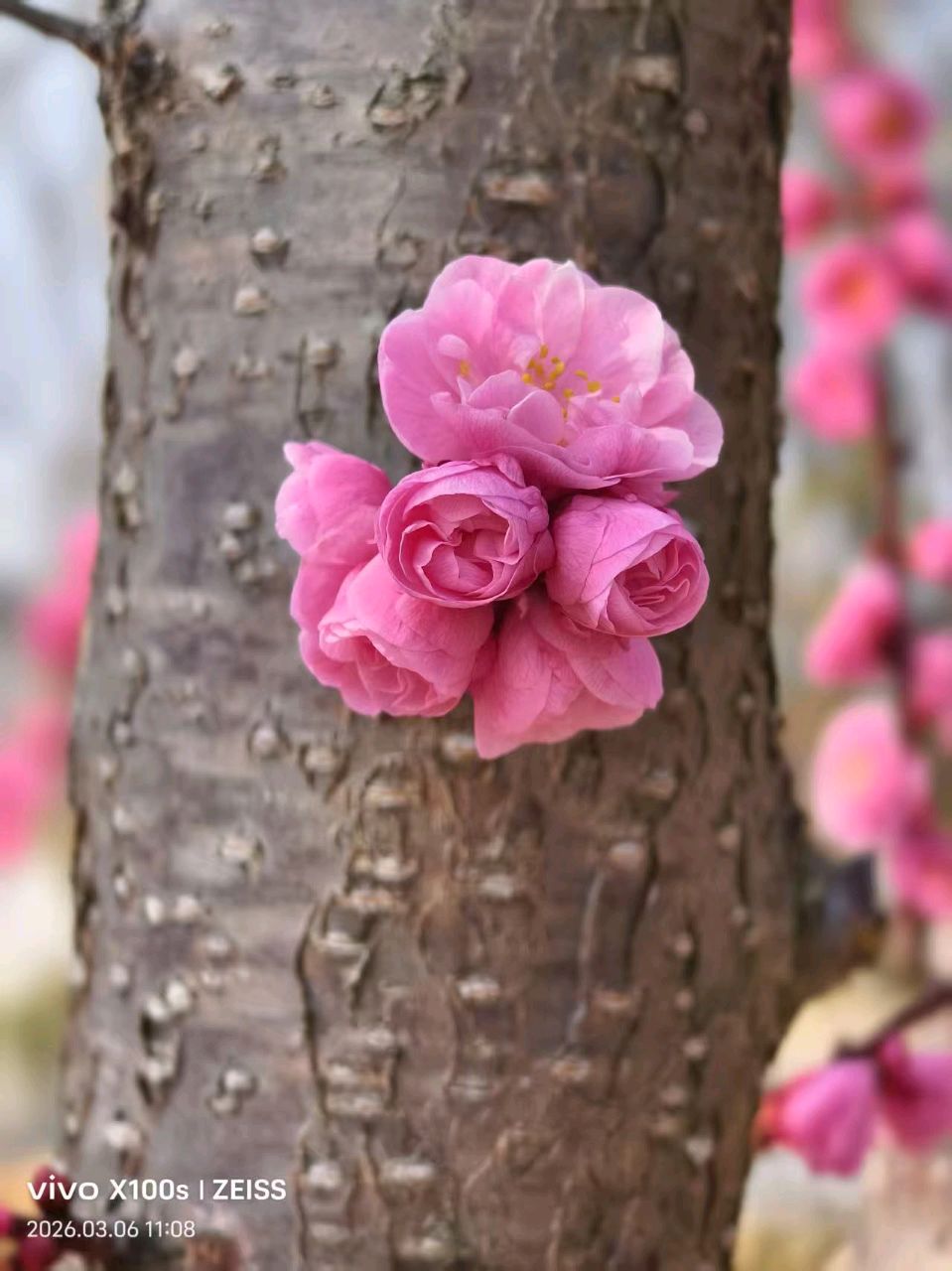 蝶恋花・奇梅