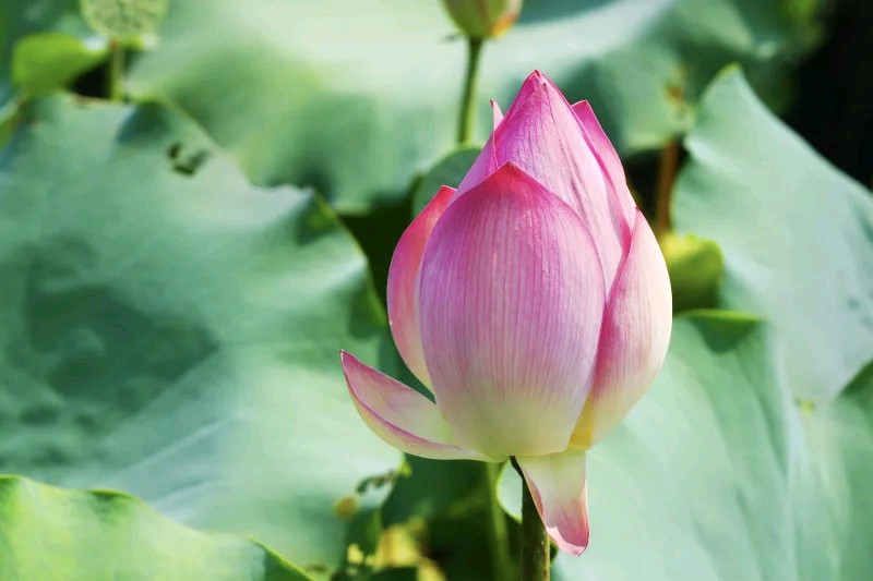 玉城愚夫//莲花池村的前世今生