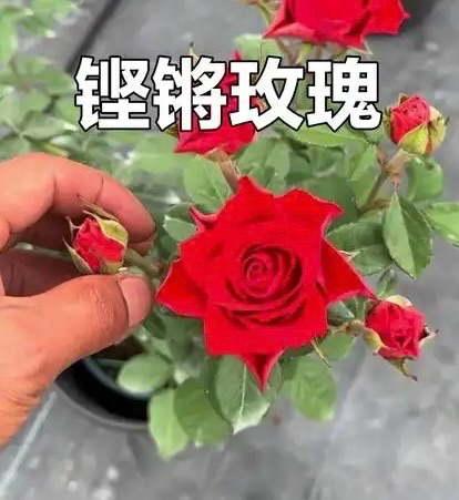 ［佳作欣赏］铿锵玫瑰//文/大爱无疆