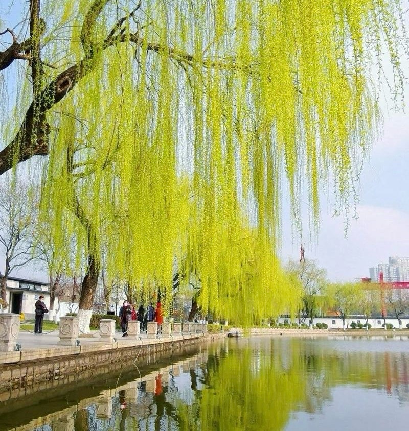 ［佳作欣赏］踏马寻春（小辑）//文/雪中行（图5）