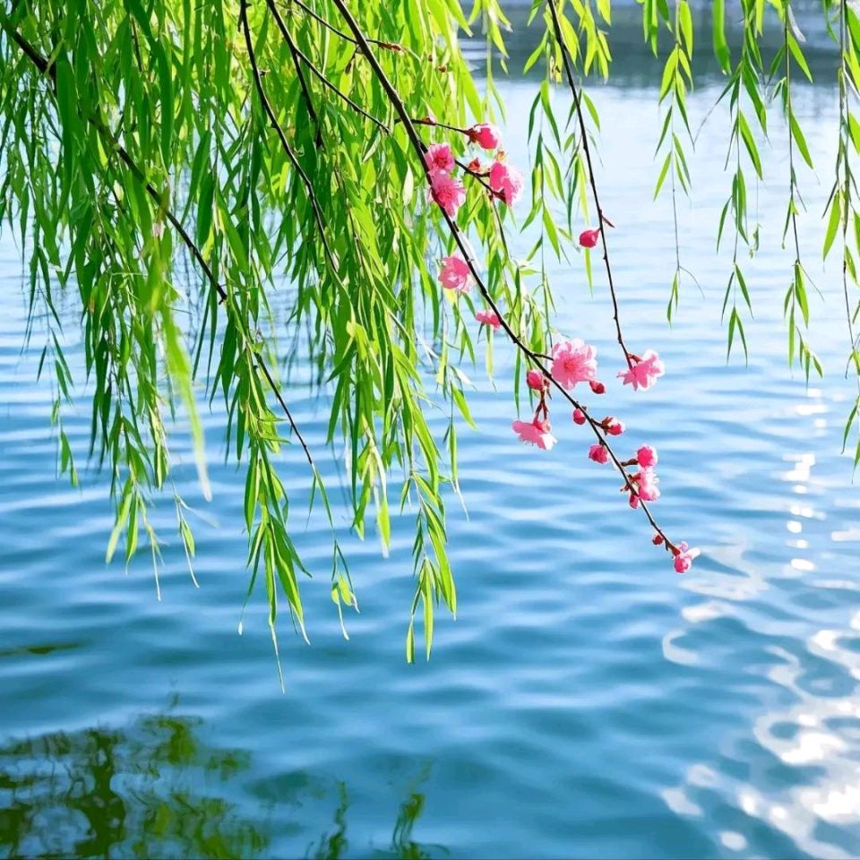 杨柳情（原创） 文/曹静实（陕西）（图2）