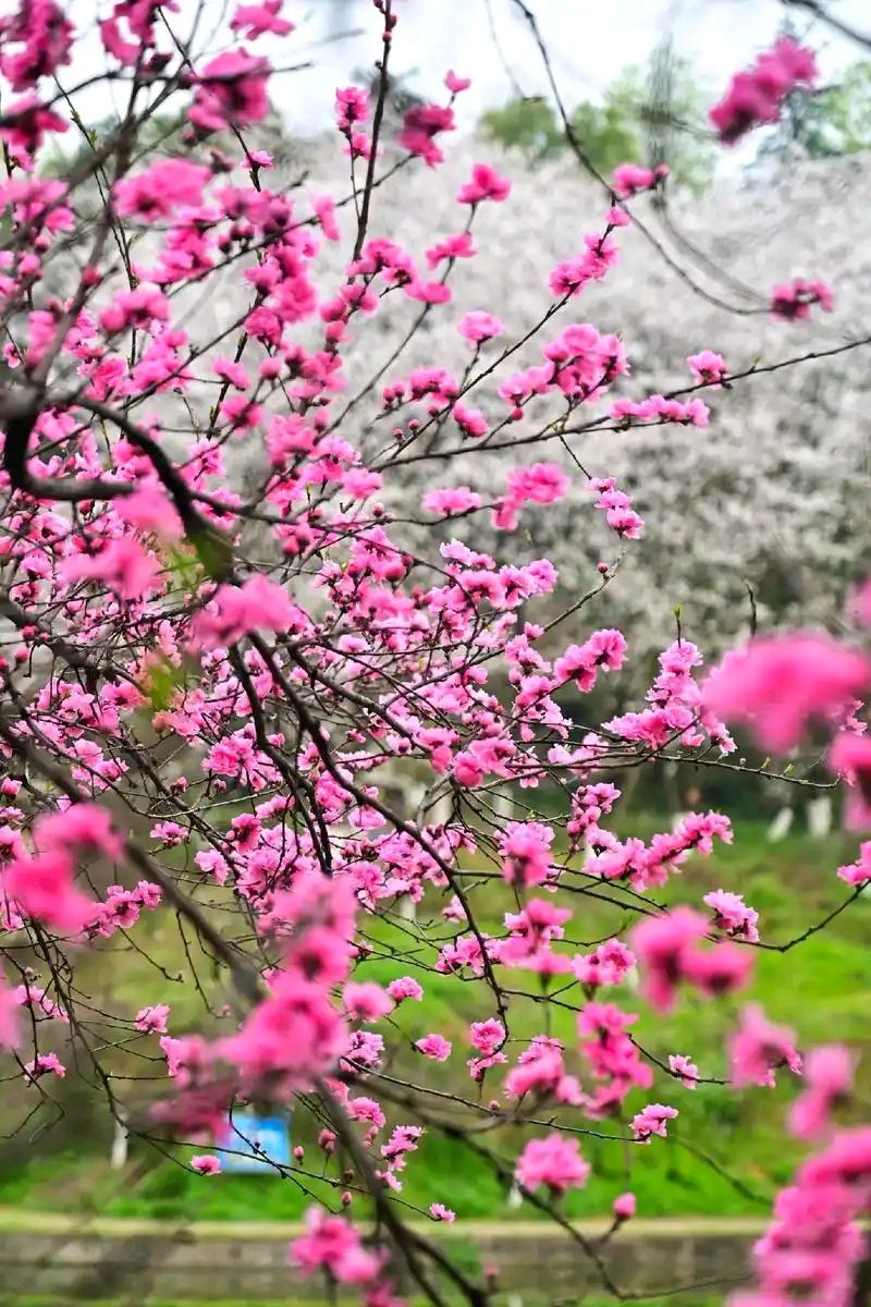 《桃花笑》作者：记得你的好/主播：涛声依旧【桃源国际诗歌文化传媒】桃源*馨声（图8）