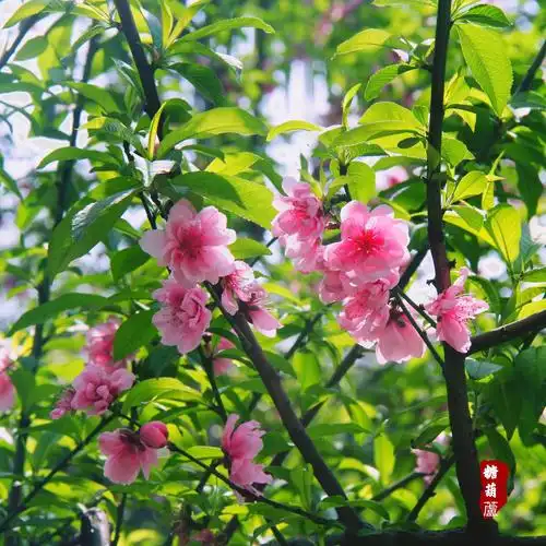 《桃花笑》作者：记得你的好/主播：涛声依旧【桃源国际诗歌文化传媒】桃源*馨声（图7）
