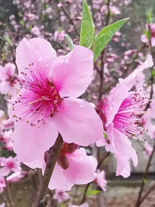 《桃花笑》作者：记得你的好/主播：涛声依旧【桃源国际诗歌文化传媒】桃源*馨声（图6）
