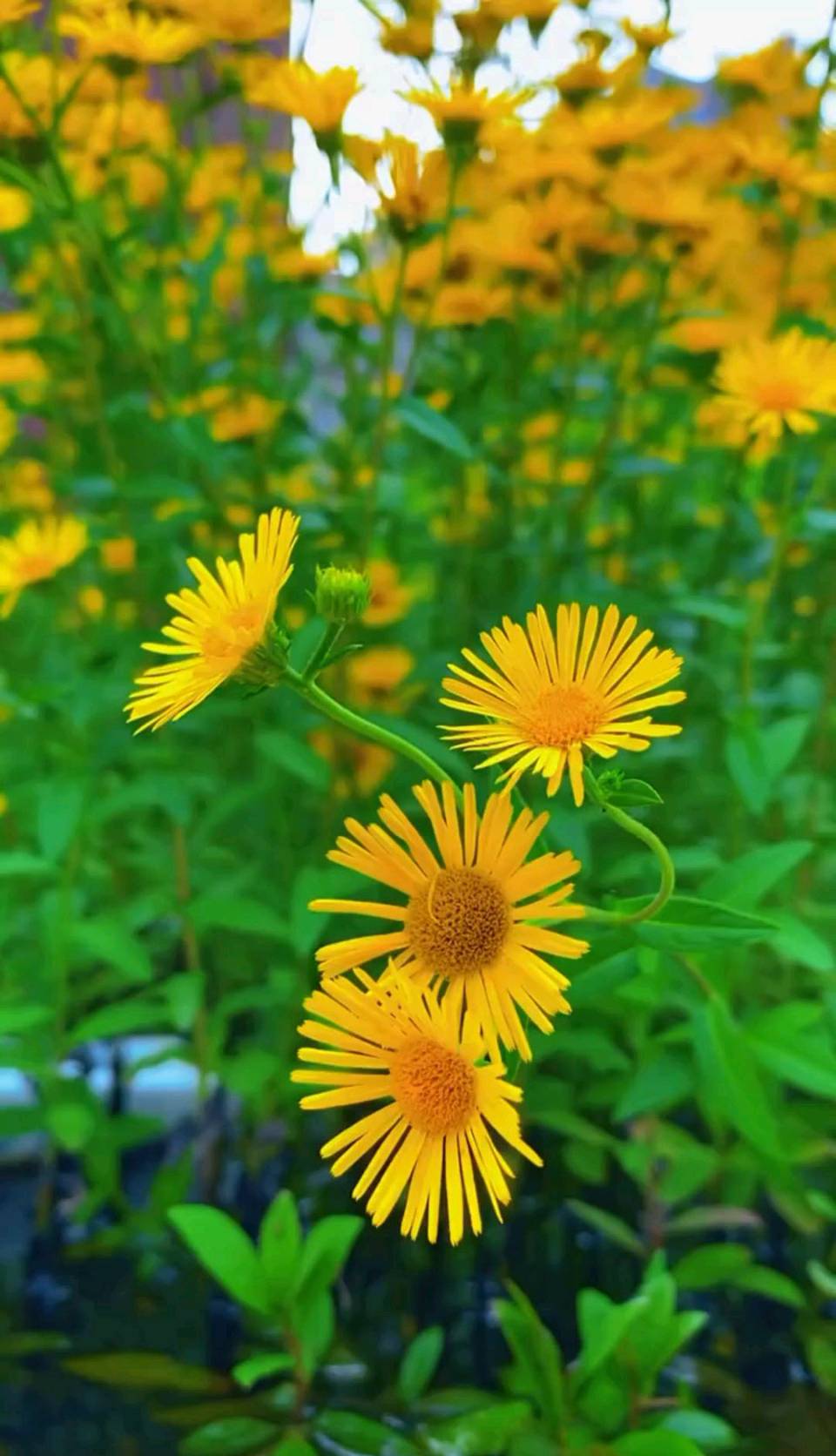 雏菊花～作者◑姚晴柔～导师◑方栋（图13）