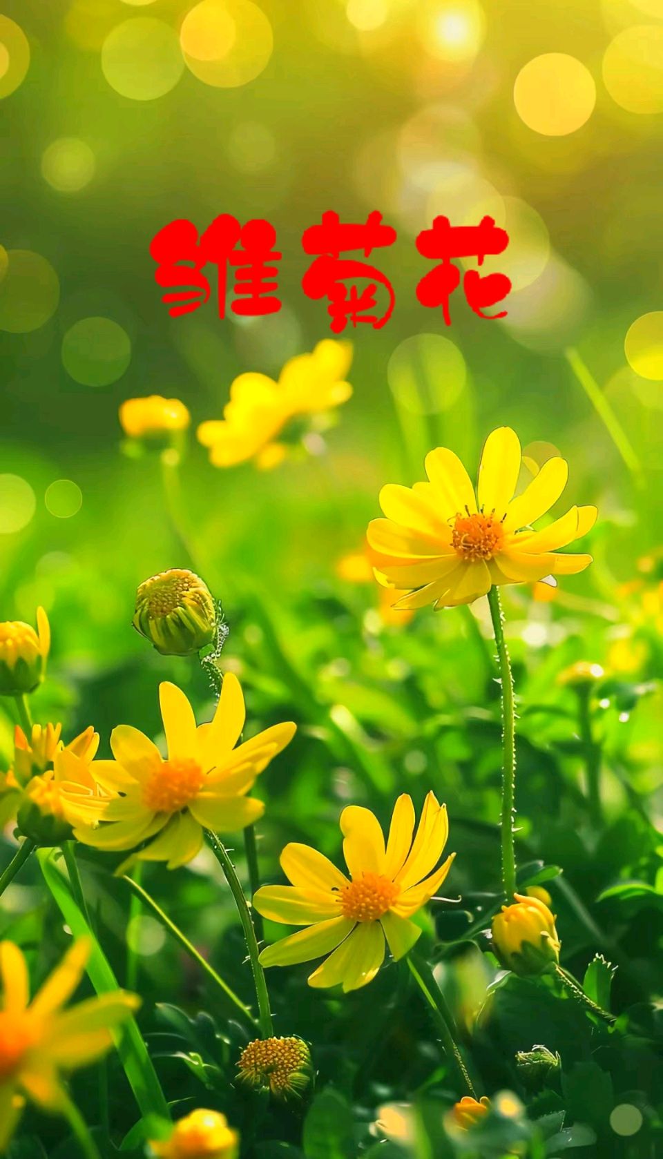 雏菊花～作者◑姚晴柔～导师◑方栋（图8）