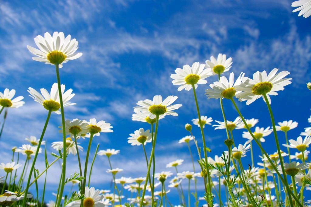 雏菊花～作者◑姚晴柔～导师◑方栋（图11）