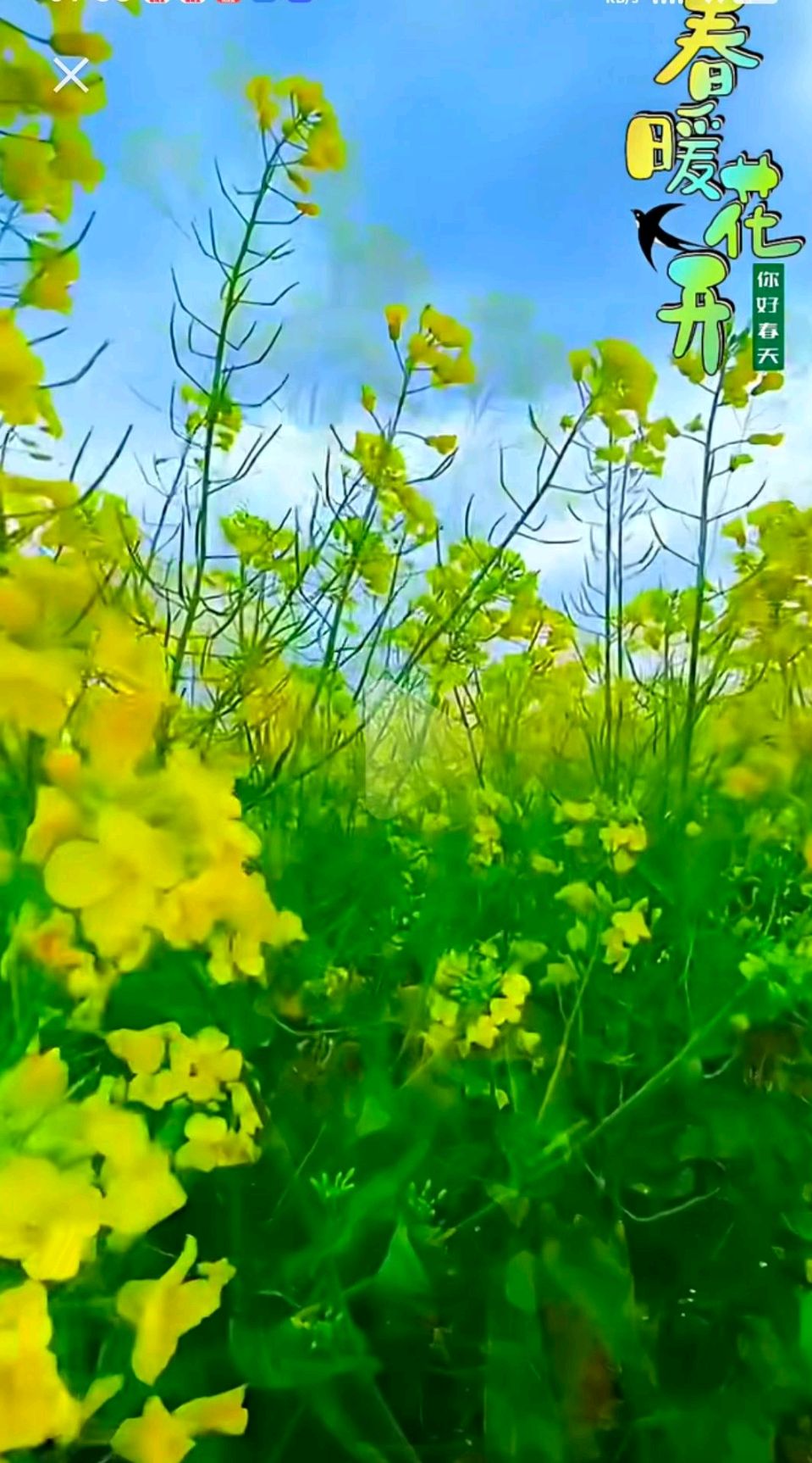 【荣耀中国】深圳分社*第5篇（优秀诗人）乡音随笔欣赏（图10）