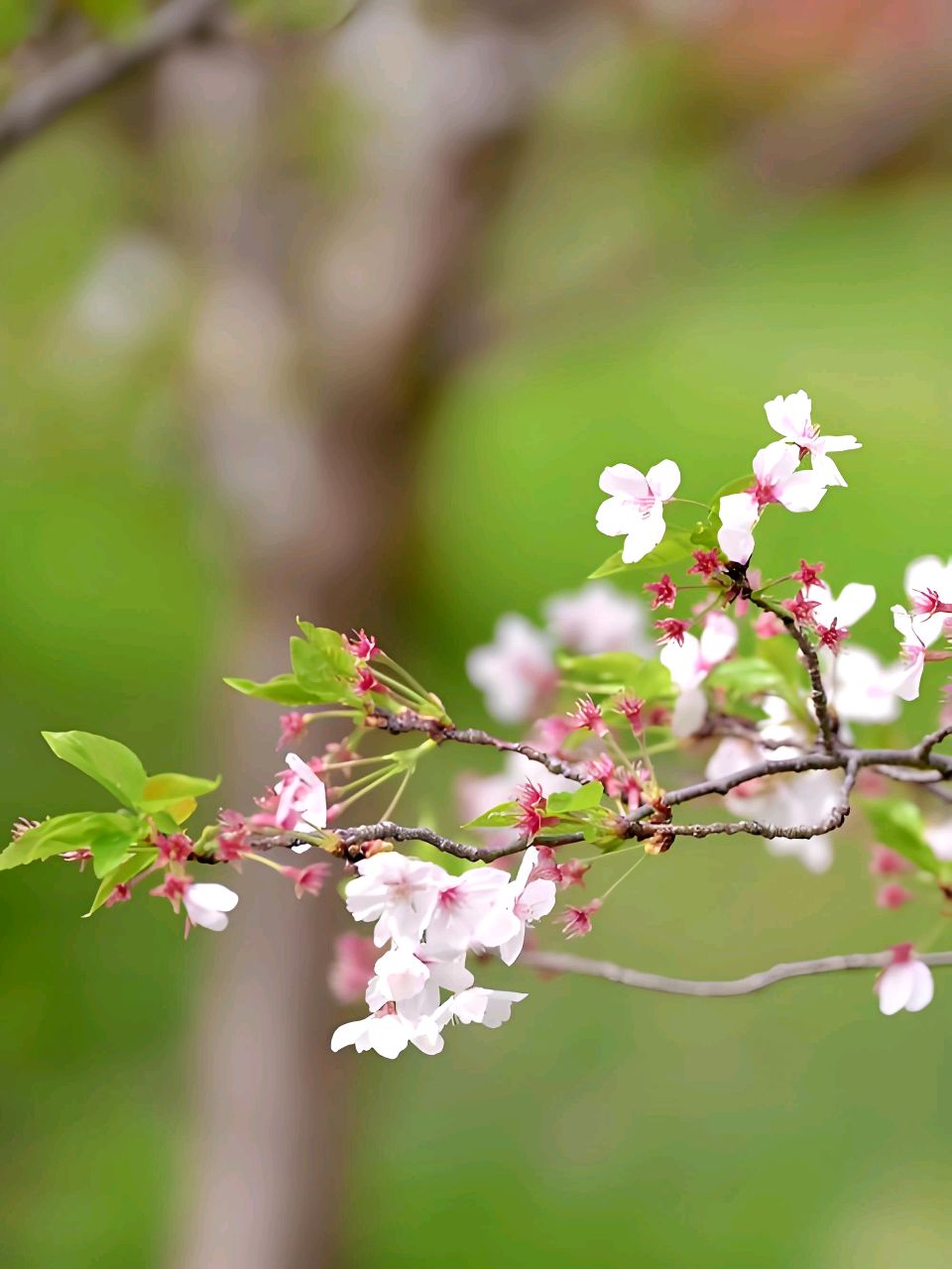聆听 ‖ 桂芬朗诵《六十岁*只为舒心只为快乐》作者/弘华（图5）