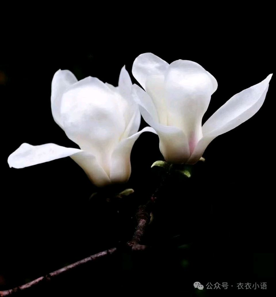 花草集(一)，白玉兰圣洁如玉（图2）