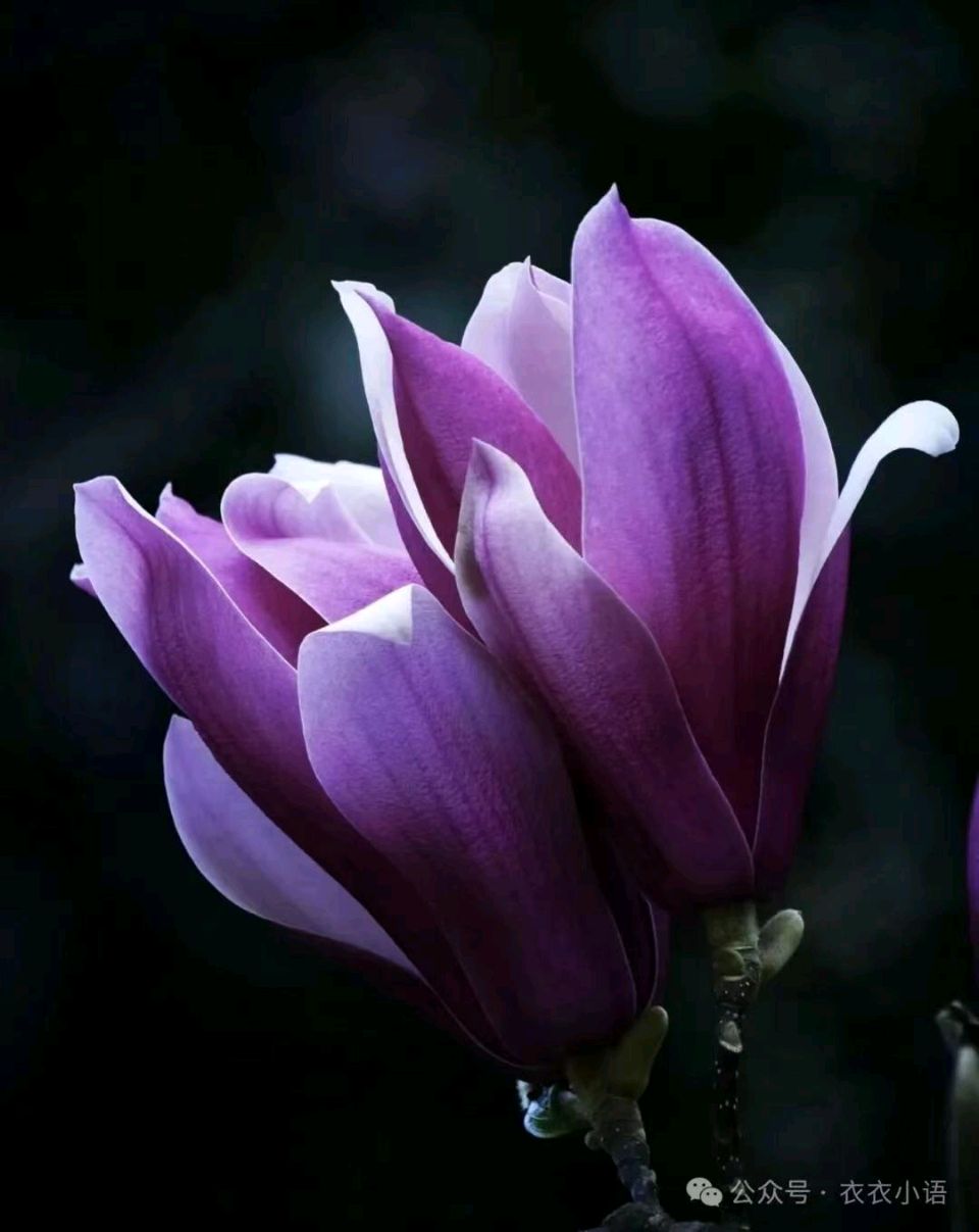 花草集(一)，白玉兰圣洁如玉（图3）