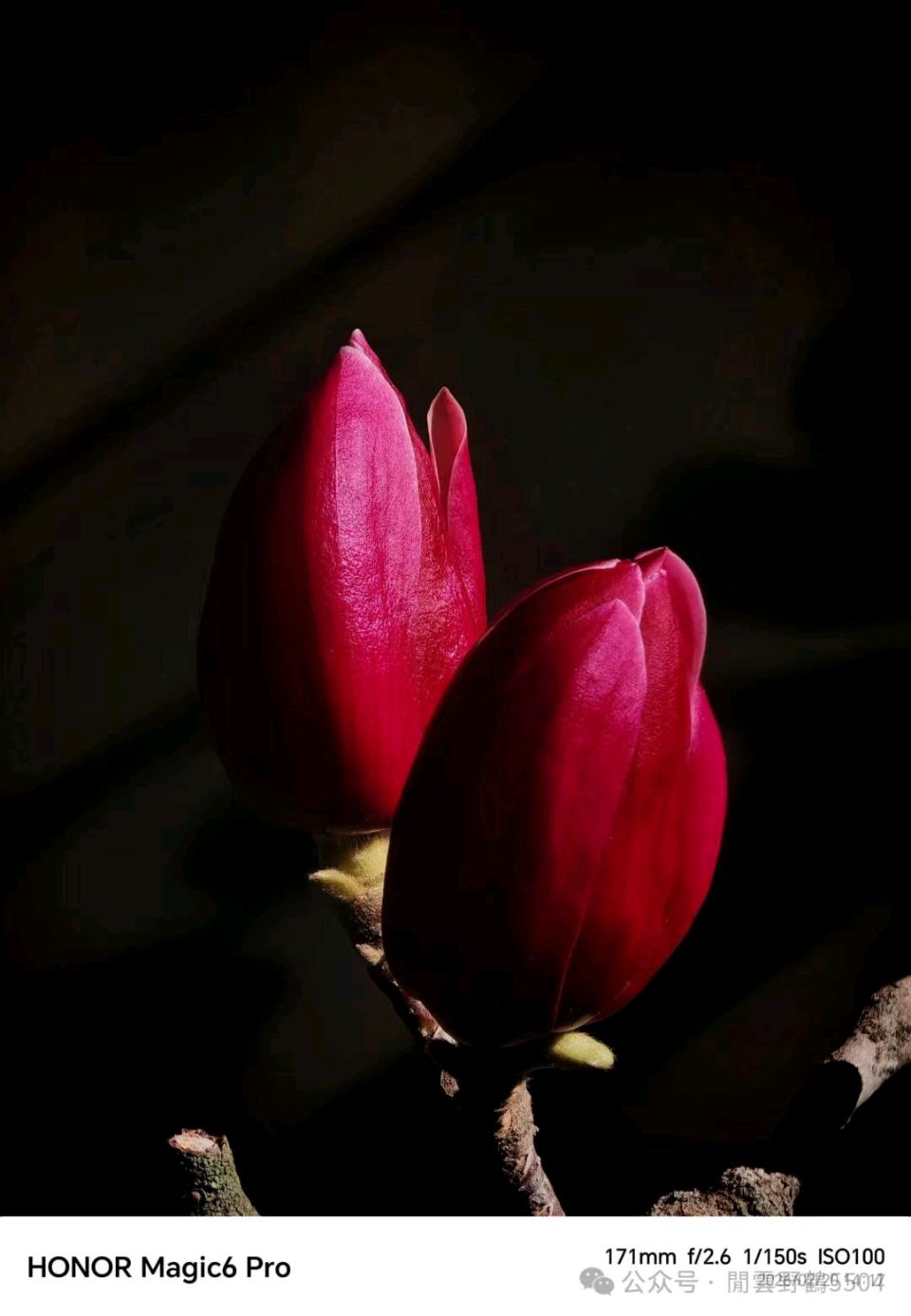 花草集(一)，白玉兰圣洁如玉（图5）